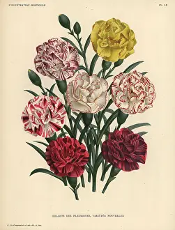 Horticulturist: New varieties of florist's carnations, Dianthus caryophyllus