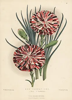 L. Reeve: New varieties of scarlet bizarre carnations