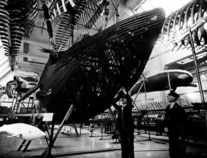 Musculus: The new Whale hall, 1938