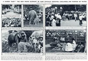 Sep23: New white elephant of Siam