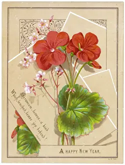 Geraniums: New Year Geraniums - circa 1880