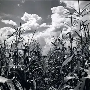 Cornfields: New York - New Jersey