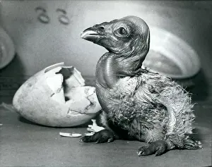 Hatched: New York - New Jersey