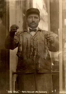 Ratcatcher: New York, rat catcher, reads: The kill ?
