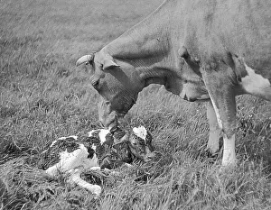 Instinct: NEWBORN CALF
