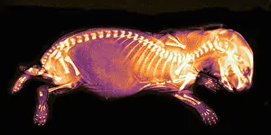 Eder: Newborn Rabbit, X-ray, 1896