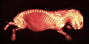 Enhance: Newborn Rabbit, X-ray, 1896
