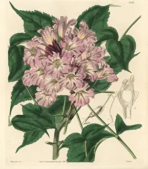 Pentandra: Newbouldia laevis