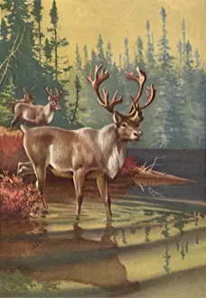 Newfoundland: Newfoundland Caribou