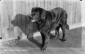 Newfoundland: A Newfoundland Dog