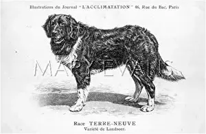 Newfoundlands: Newfoundland Dog