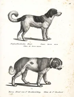 Brodtmann: Newfoundland dog and St. Bernard dog