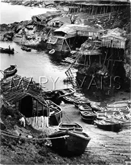 Newfoundlands: NEWFOUNDLAND FISHERPORT