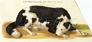 Abilities: NEWFOUNDLAND, LYING DOWN