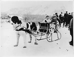 Bobble: NEWFOUNDLAND & SLEIGH
