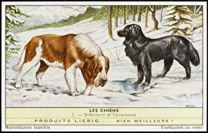 Saves: NEWFOUNDLAND, ST BERNARD