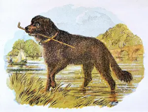 Retrieve: NEWFOUNDLAND WITH STICK
