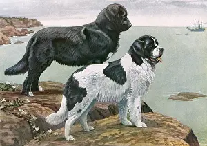 Landseer: NEWFOUNDLANDS BY WATER
