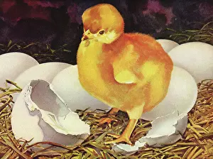 Hens: Newly Hatched Chick