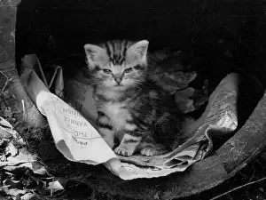 Crumpled: NEWSPAPER KITTEN