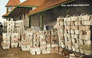 Exporting: Niagara Peninsula - Peaches for export