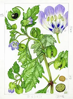 Stamens: Nicandra physalodes - shoo-fly plant
