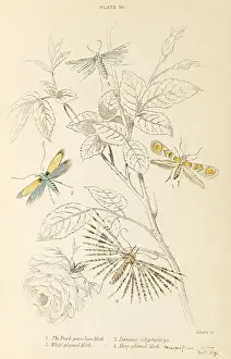 Stunning: FOUR NICE MOTHS