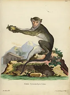 Linn: Nicobar crab-eating macaque, Macaca fascicularis