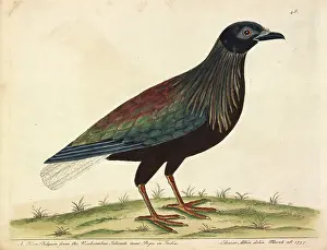 Eleazar: Nicobar Pigeon