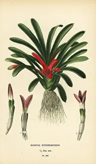 Fulgens: Nidularium scheremetiewii