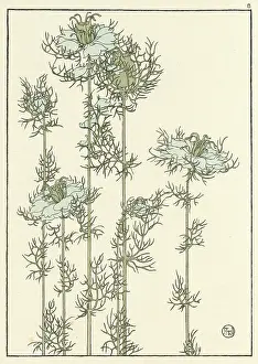 Pochoir: Nigella damascena