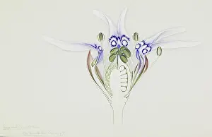Nigella: Nigella sp. nigella