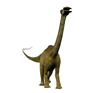 Nigersaurus: Nigersaurus dinosaur, front view