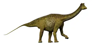 Nigersaurus: Nigersaurus dinosaur, side view