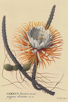 Dionysius: Night-blowing Cereus