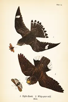 Bobolink: Night-hawk and eastern whip-poor-will