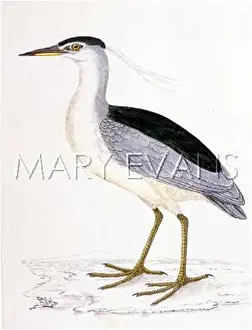 Griseus: NIGHT HERON (MORRIS)