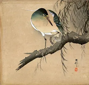 Ohara: Night Heron perched