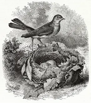 Luscinia: NIGHTINGALE
