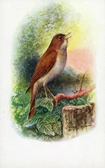 Nightingale