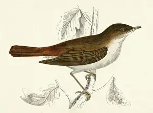Luscinia: NIGHTINGALE