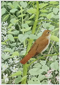 Nightingale