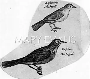 Precede: NIGHTINGALE