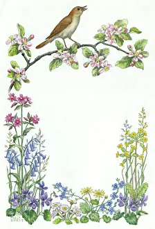 Nightingale on apple blossom with bluebells, etc