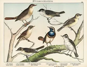 Bluethroat: Nightingale, bluethroat, warblers, etc