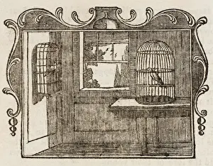 Caged: Nightingale - Bullfinch