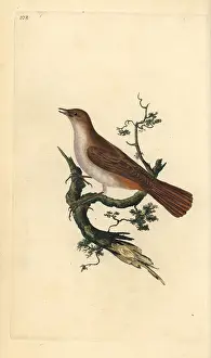 Megarhynchos: Nightingale, Luscinia megarhynchos