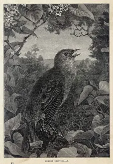 Luscinia: NIGHTINGALE SINGING 2