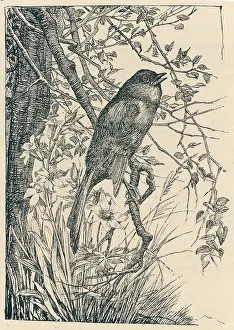 Luscinia: NIGHTINGALE SINGING