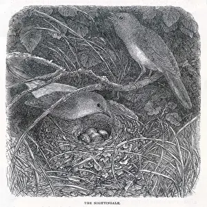 Luscinia: NIGHTINGALES